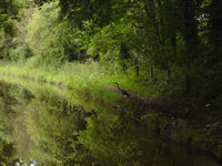 Concentration - a heron fishing